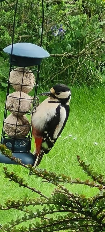 Woodpeckers Cottage Scarborough Extérieur photo